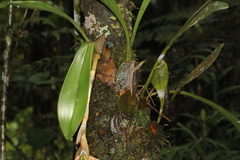 Bulbophyllum variegatum image