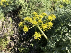 Lomatium insulare