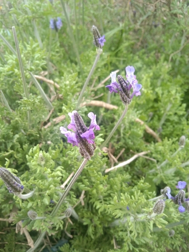 Cut-leaved lavender