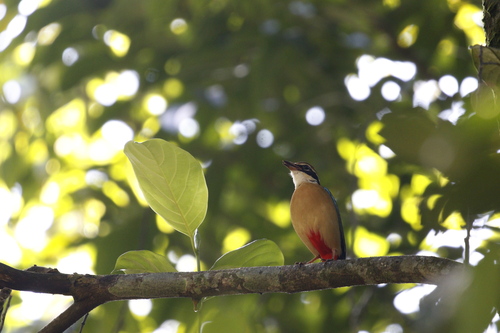Indian Pitta (Pitta brachyura), photo 3