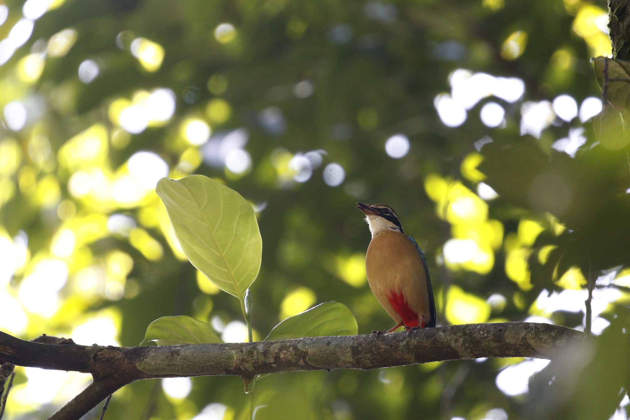 Indian Pitta (Pitta brachyura), photo 3