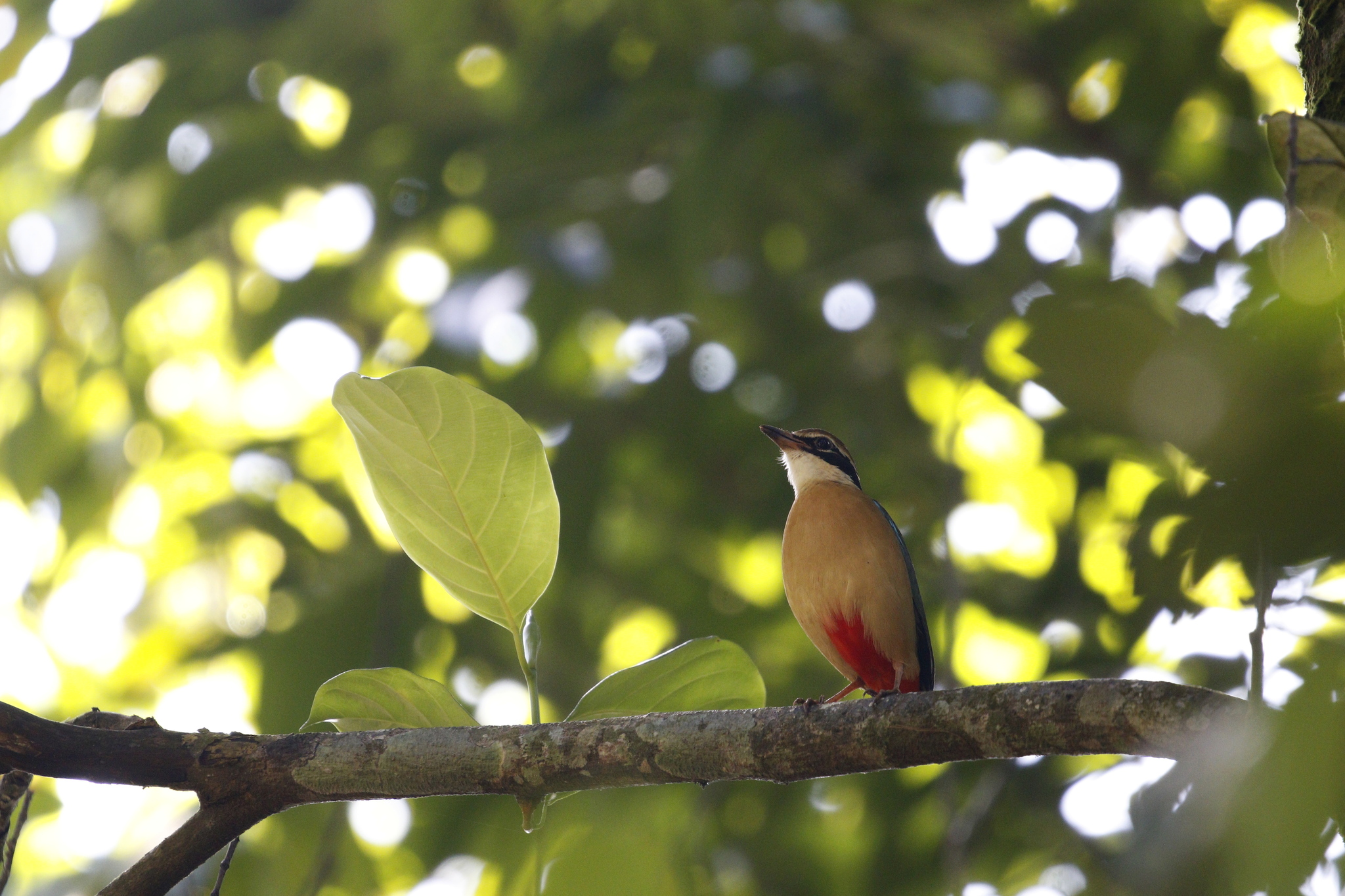 Indian Pitta (Pitta brachyura), photo 4