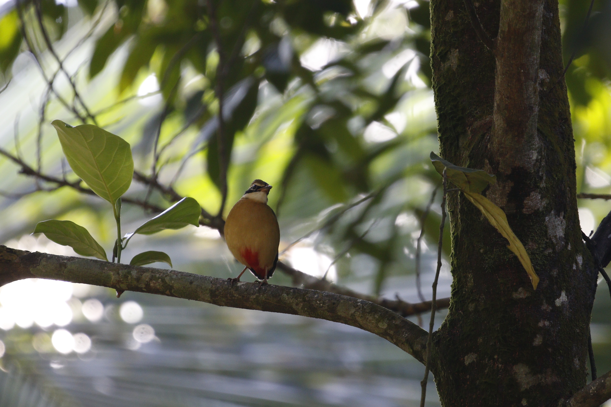 Indian Pitta (Pitta brachyura), photo 7