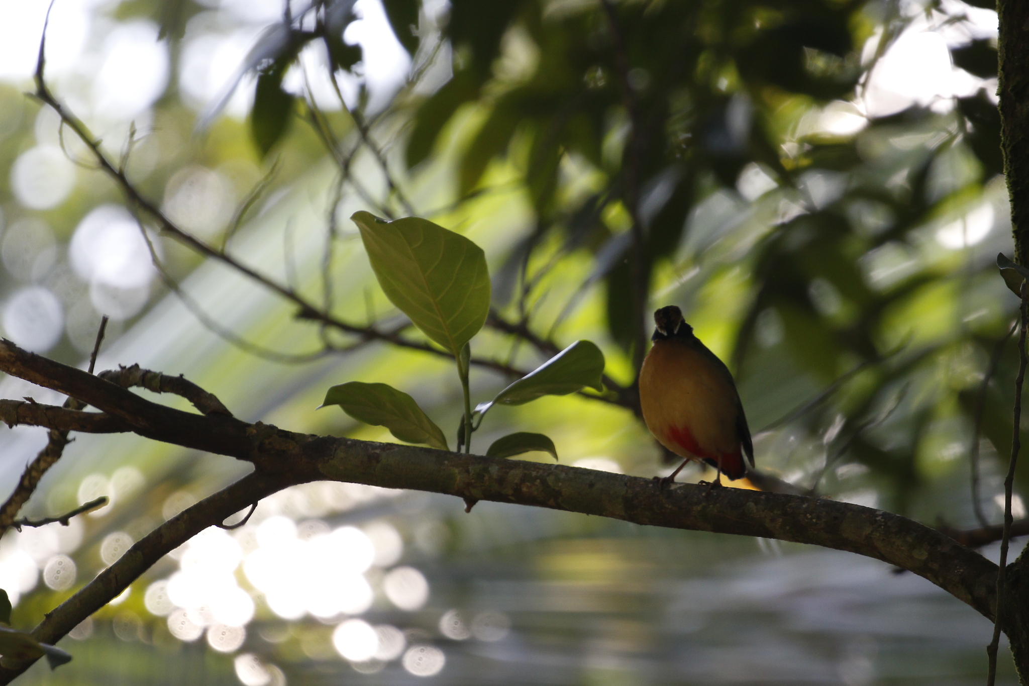 Indian Pitta (Pitta brachyura), photo 8