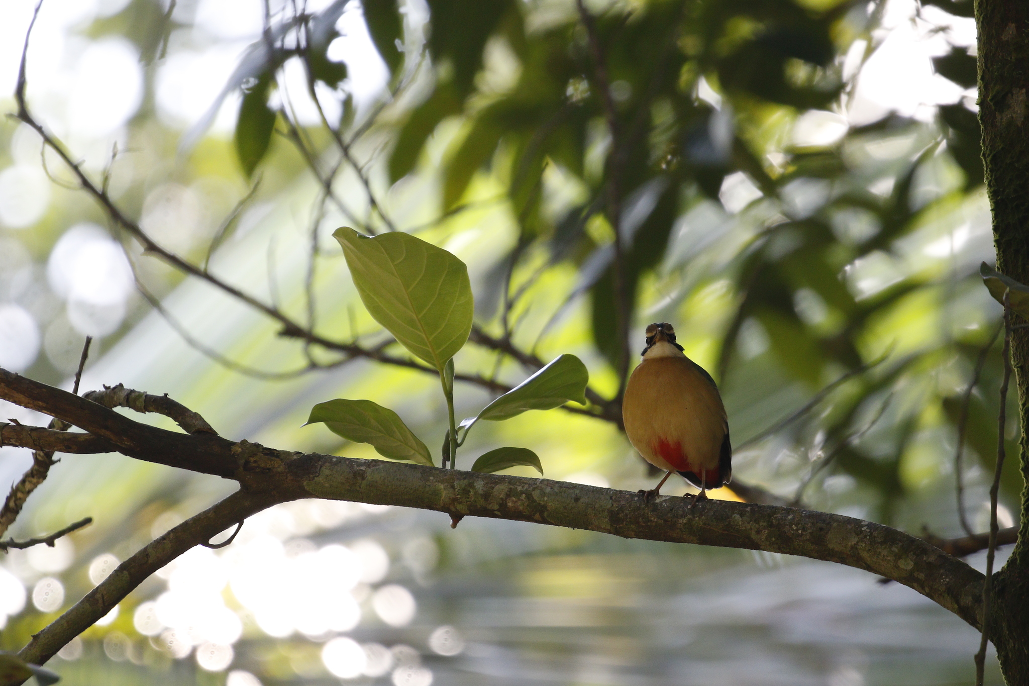 Indian Pitta (Pitta brachyura), photo 9