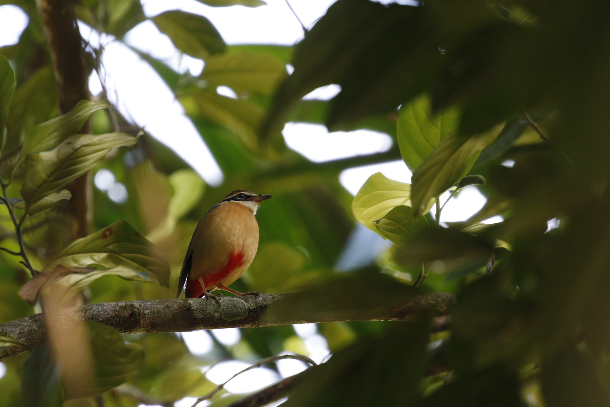 Indian Pitta (Pitta brachyura), photo 10