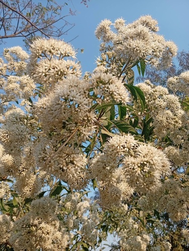 Gymnanthemum extensum