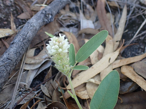 pink uraria (Uraria lagopodioides)
