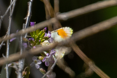 Anthocharis julia sulfuris