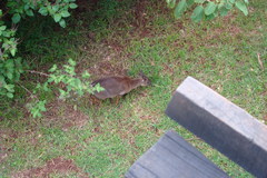 Nesotragus moschatus