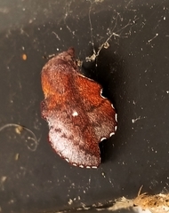 Phyllodesma occidentis