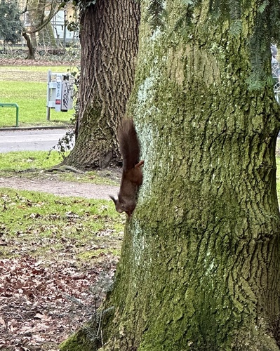 Red Squirrel