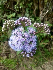 Aristeguietia lamiifolia