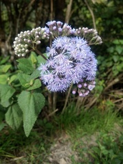 Aristeguietia lamiifolia