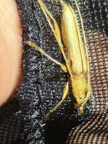 Stizocera vanzwaluwenburgi