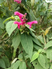 Salvia tortuosa