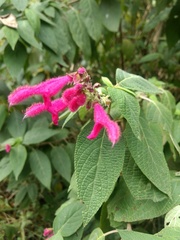Salvia tortuosa