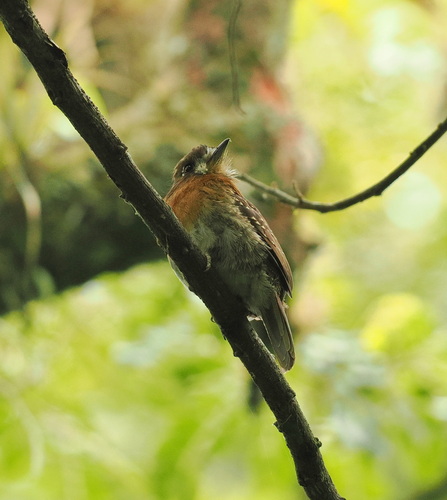 Moustached Puffbird (Malacoptila mystacalis)