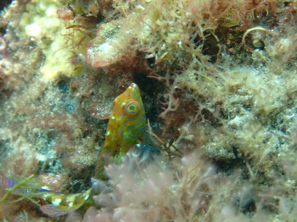 Possum wrasse (Pictilabrus brauni) — Labridae