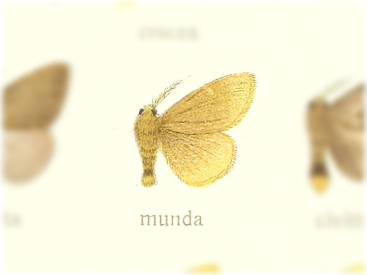 Toxoproctis munda