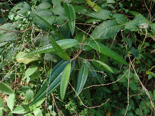 Image of Miconia elaeagnoides by (c) Daniel Cahen, some rights reserved (CC BY)