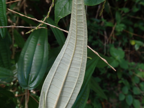 Image of Miconia elaeagnoides by (c) Daniel Cahen, some rights reserved (CC BY)