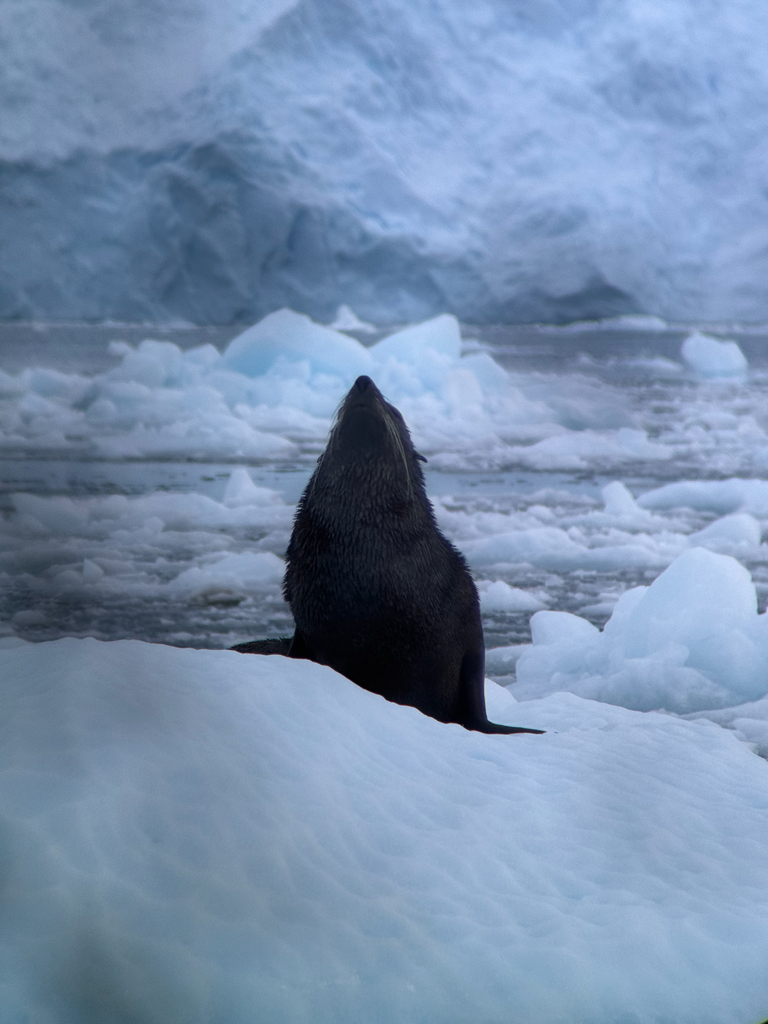Antarctic fur seal sitting on an ice floe in front of a glacier