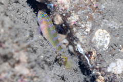 Brown Pygmygoby photo 2