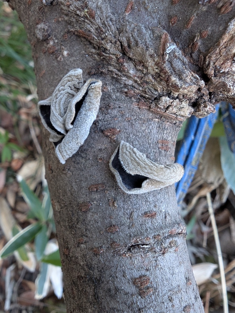 Auricularia polytricha · February 2026 · photo: © atsushi_nakajima_cirque (iNaturalist, cc-by)