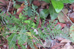 Anemia adiantifolia image