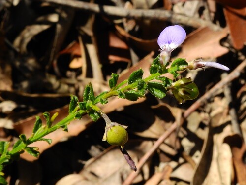erect violet (Pigea vernonii)