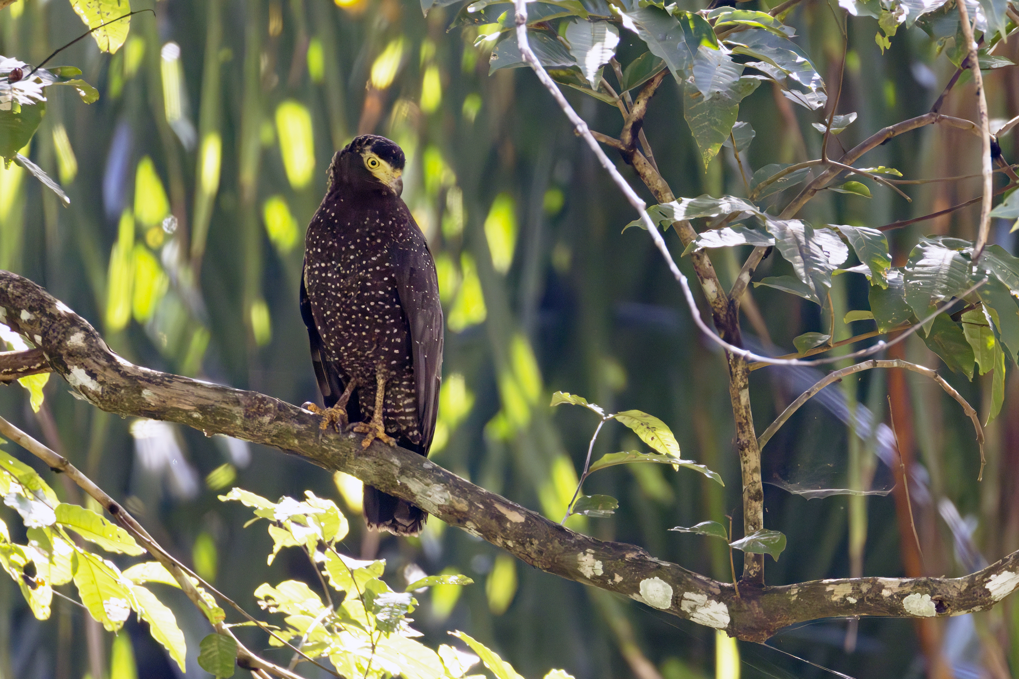Andaman Serpent Eagle (Spilornis elgini), photo 1
