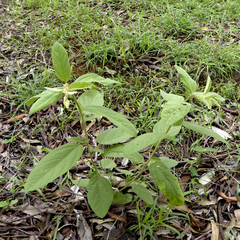 Sida hackettiana