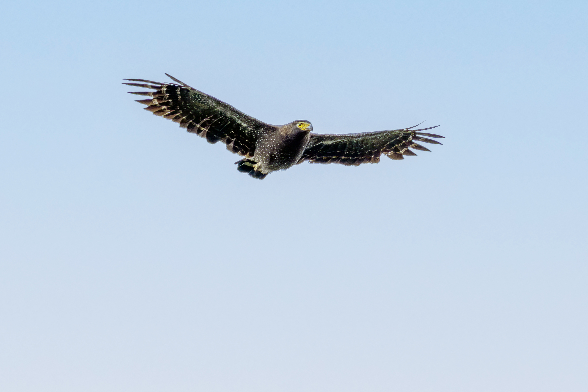 Andaman Serpent Eagle (Spilornis elgini), photo 2