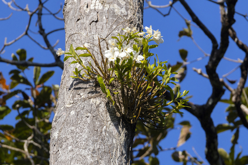 Orchid (Dendrobium formosum)
