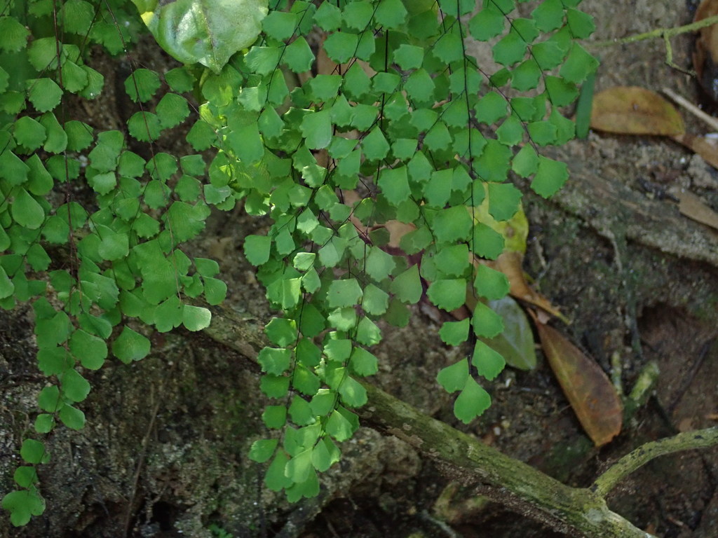 Fragile maidenhair (Adiantum fragile)
