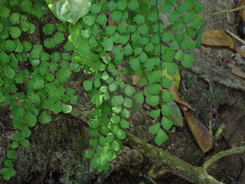 Fragile maidenhair (Adiantum fragile)