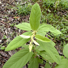 Sida hackettiana