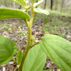 Sida hackettiana