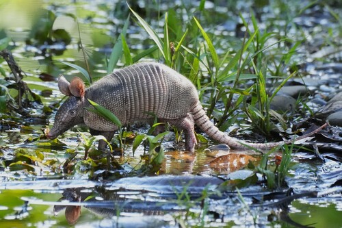 Southern Long-nosed Armadillo, 秘魯保卡坦博省, photo 10 of 10
