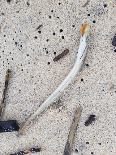 Eel sucker (Petromyzon marinus) — Petromyzontidae