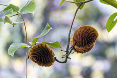 Mucuna monosperma, photograph Кирилл, CC BY, iNaturalist via GBIF