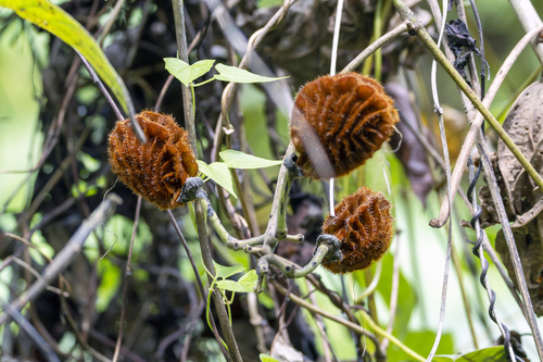 Mucuna monosperma, photograph 3