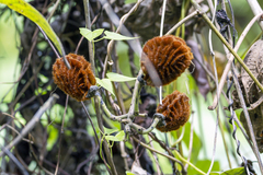Mucuna monosperma, photograph Кирилл, CC BY, iNaturalist via GBIF