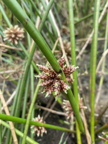 Schoenoplectiella articulata, 2026-01-30