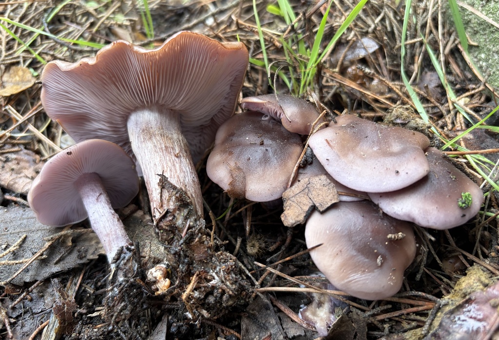 Collybia nuda · January 2026 · photo: © lucian_clanet (iNaturalist, cc-by)