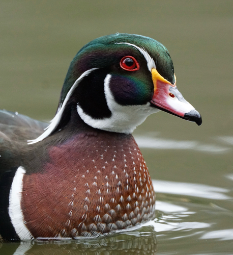 Pato joyuyo (Aix sponsa)