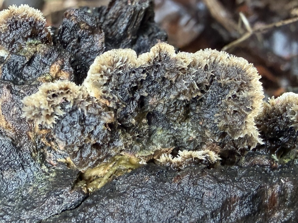 Porostereum spadiceum · January 2026 · photo: © lucian_clanet (iNaturalist, cc-by)