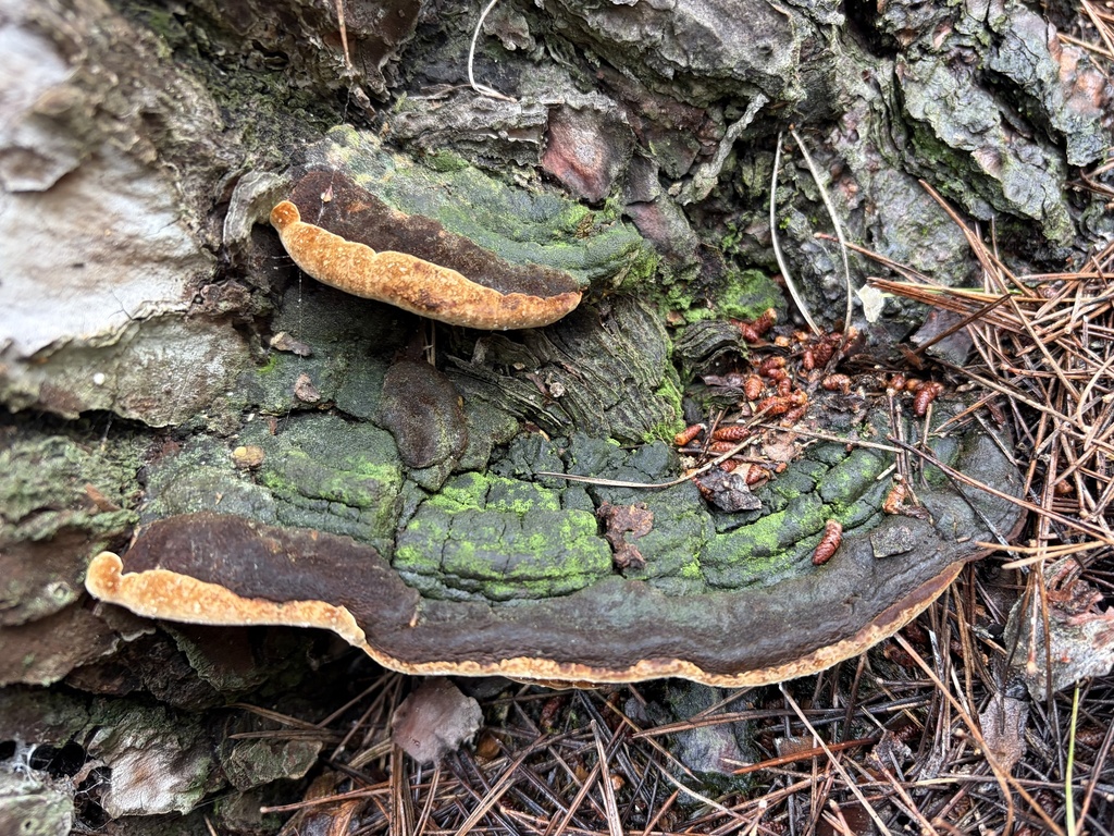 Fuscoporia torulosa