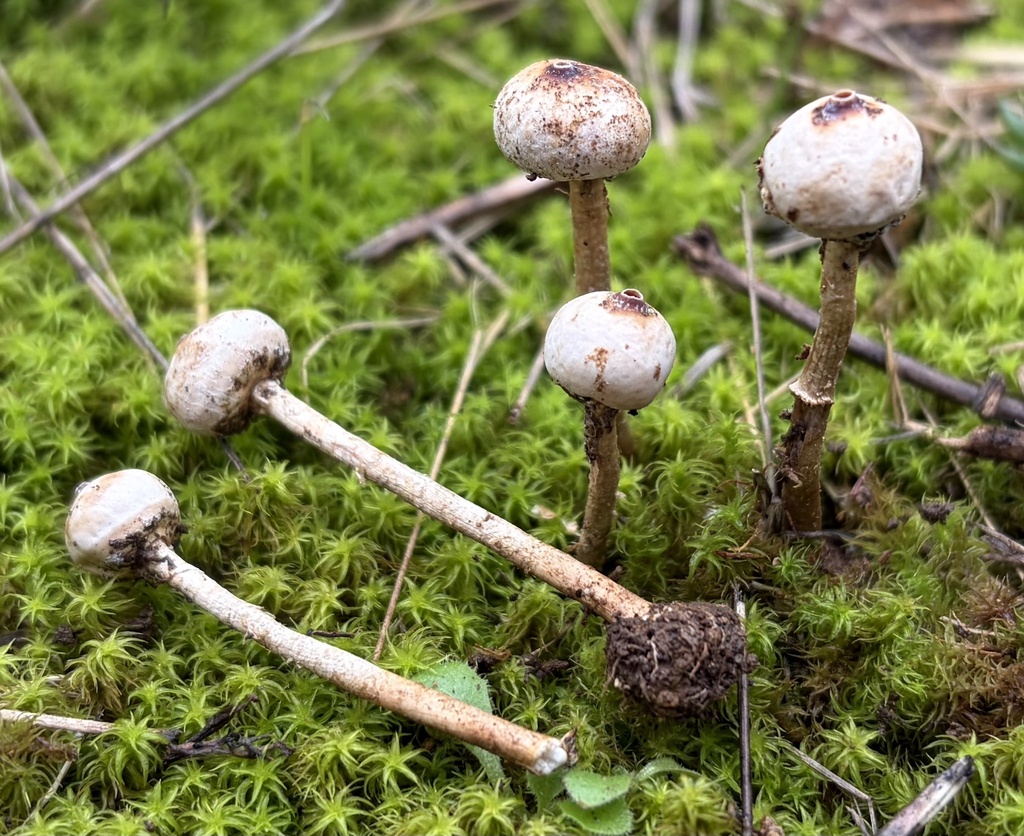 Tulostoma brumale · January 2026 · photo: © lucian_clanet (iNaturalist, cc-by)